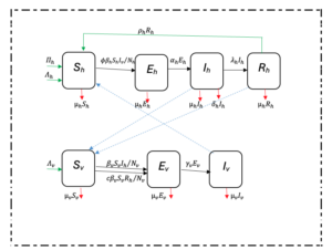Figure 1: Interaction of the different classes of human and mosquito populations. A modified Ngwa and Shu model.